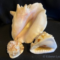 From the Vault: Conchs